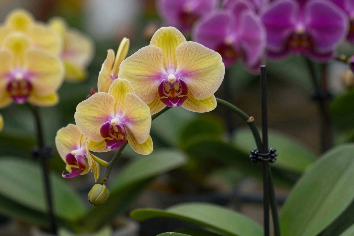 Come raddrizzare lo stelo inclinato dell’orchidea con il fiore senza danneggiarla