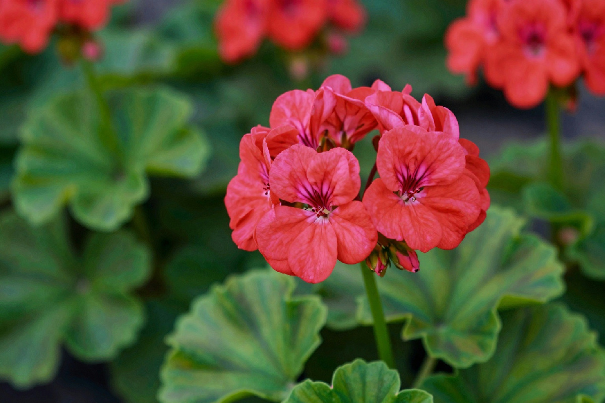 In che stato si trova il geranio a febbraio e quali cure puoi praticare per favorirne il risveglio