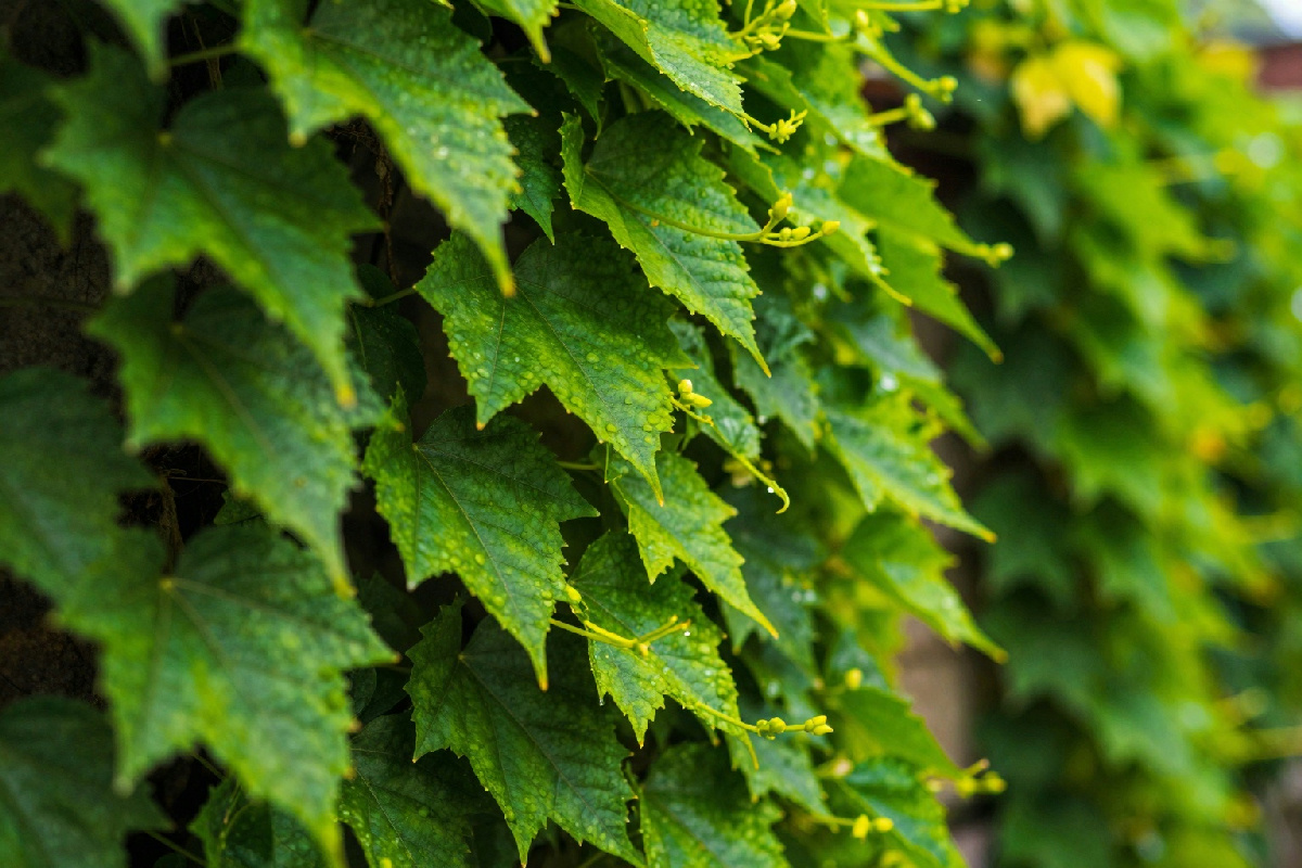 Scopri le piante rampicanti per creare pareti verdi profumate nel tuo giardino